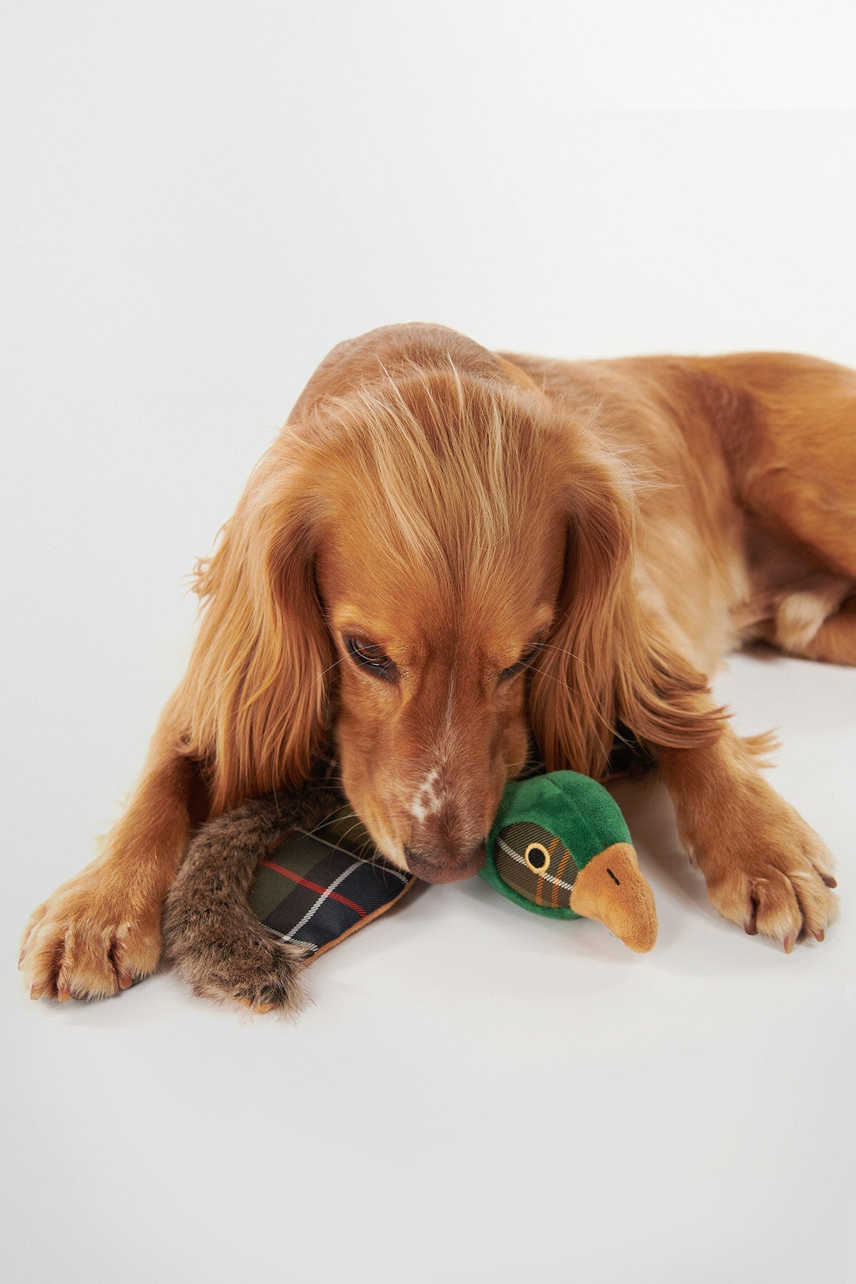 Hundespielzeug Fasan