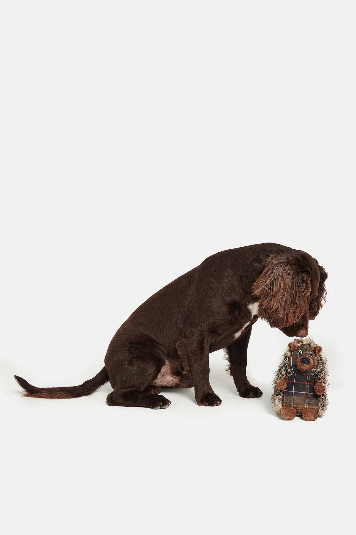 Dog Hedgehog Toy