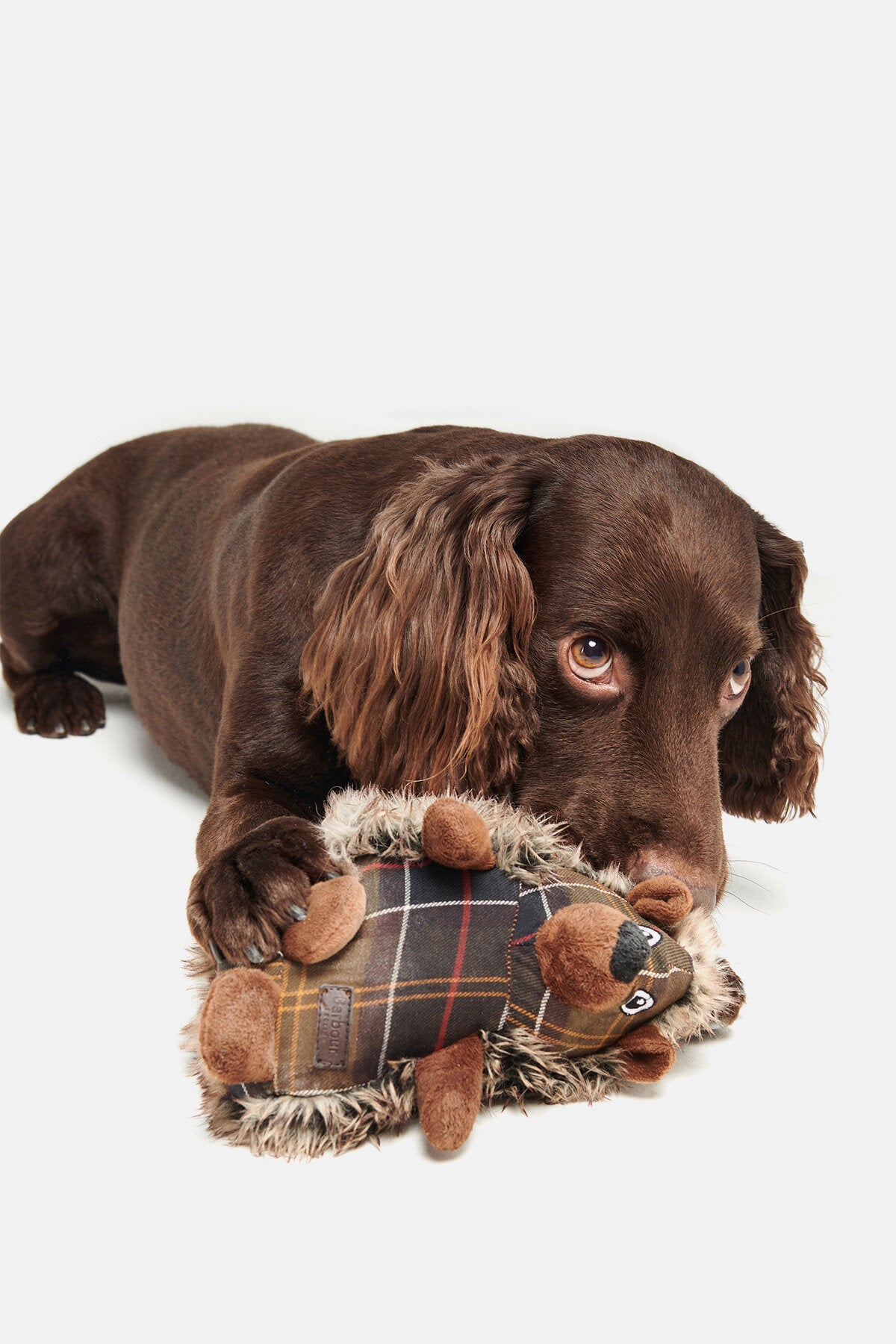 Dog Hedgehog Toy
