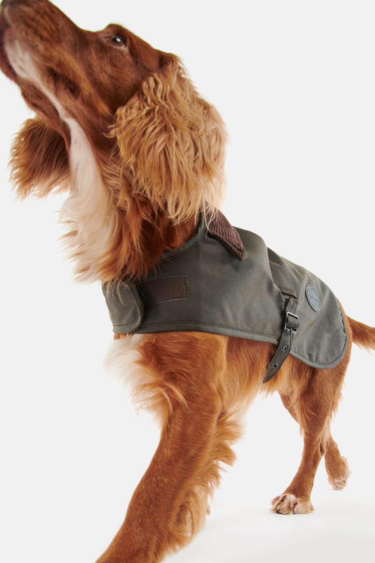 Wax dog coat